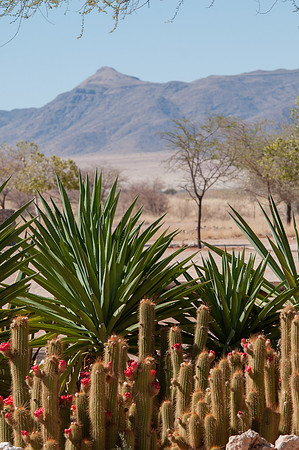 solitaire desert plants