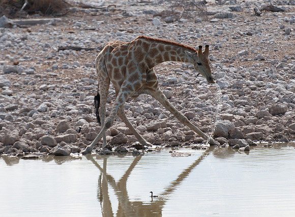 etosha giraffe drinking