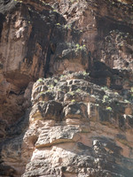 GC Anasazi wooden bridge ruin