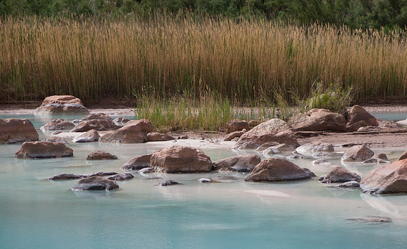 GC Little Colorado reeds2