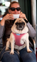 18 Sept Vienna dog