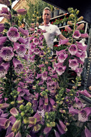 Columbia Road market trader lupins