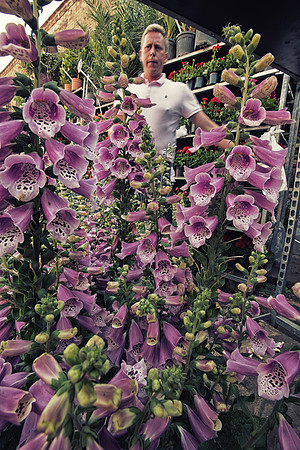 Columbia Road market trader lupins