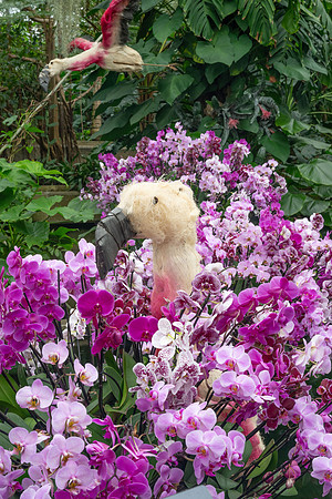 Kew orchids 4