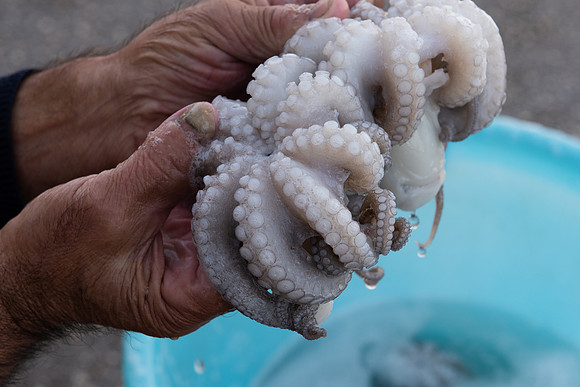 Bari octopus