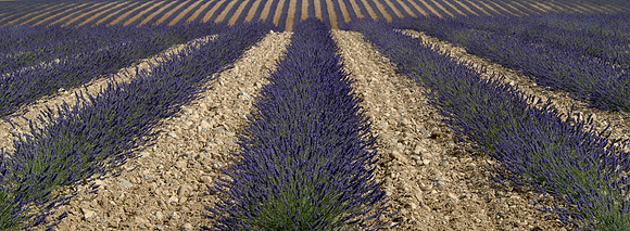 lavender field 1