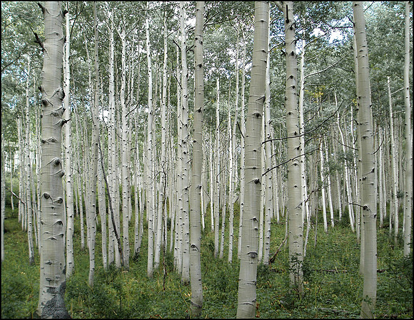 aspens 2
