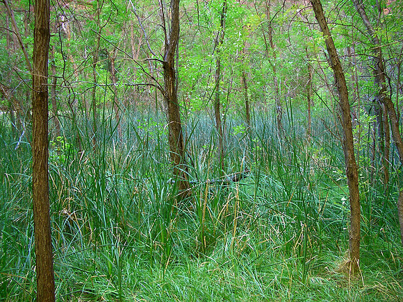 GC_zion_greenery