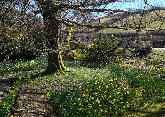Cafe daffs and crocus