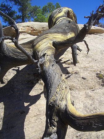 Gooseberry_Mesa_Utah_dead_tree