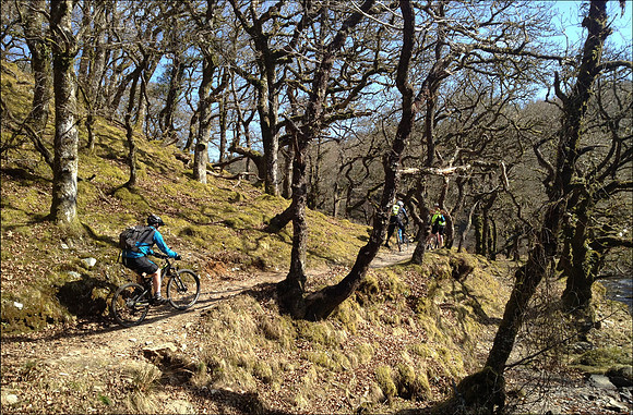 Oaks trail