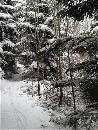 13 Jan snow ride Wendover Firecrest tracks