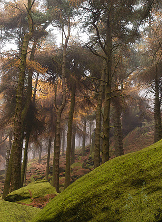 peak district roaches trees