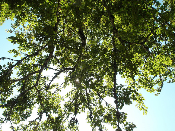 picos_tree sunlight