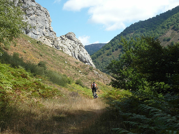 picos_ferns