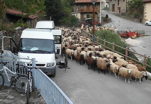 picos_espinama sheep