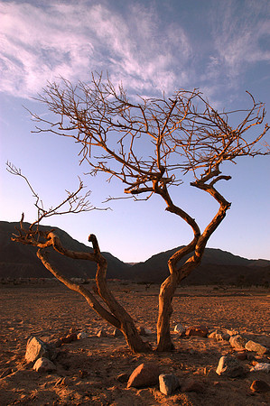 tree sunset