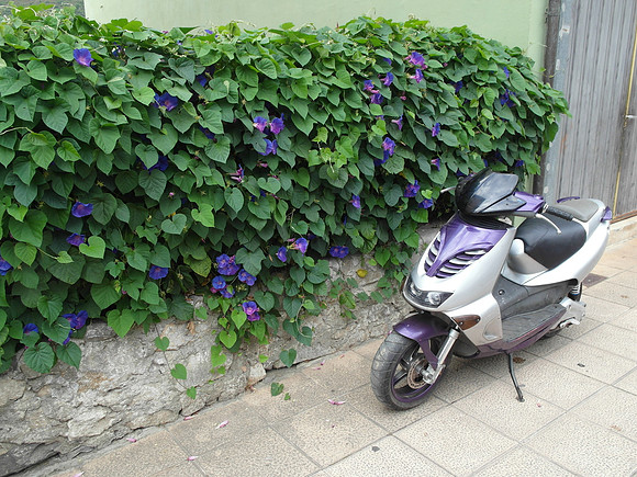 picos_purple scooter