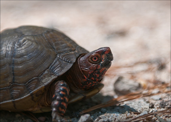 Tortoise