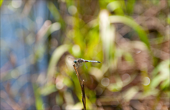 Dragonfly