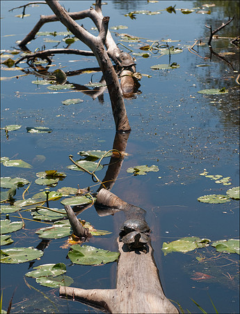 Turtles