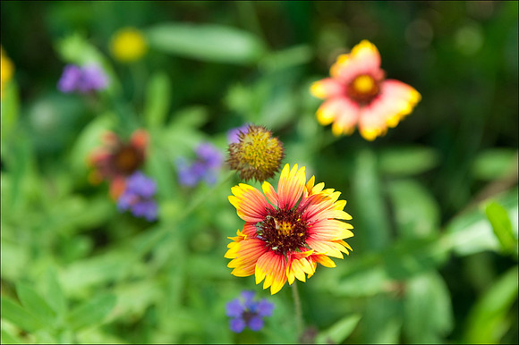 Wildflower colours