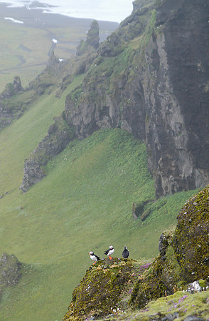 iceland Puffins