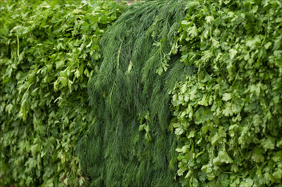 Jerusalem Mahane Market dill parsley
