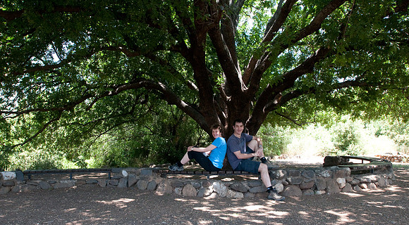 Tel Dan pistachio tree