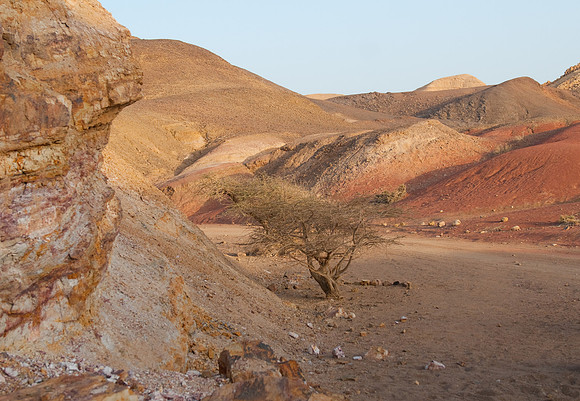 Machtesh Ramon bush