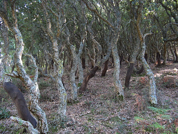 cork trees