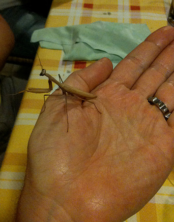 MK insect 2