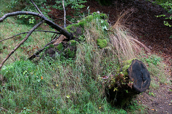 Pitlochry Killiecrankie woodland pig