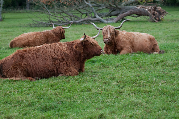 Glamis Castle cattle