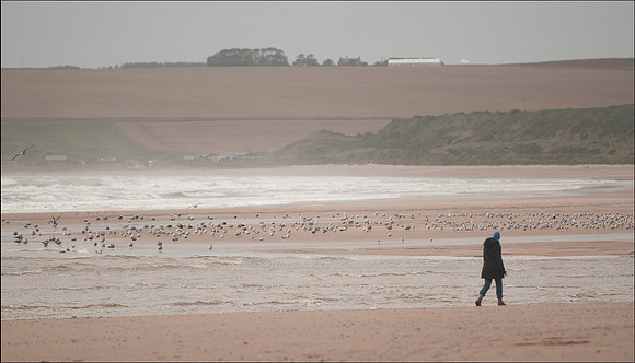 Lunan Beach and Ethie Haven
