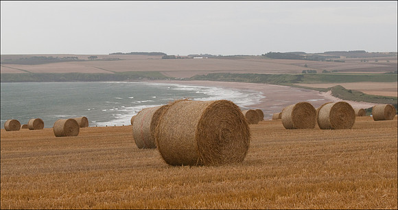Across hay fields to Ethie Haven