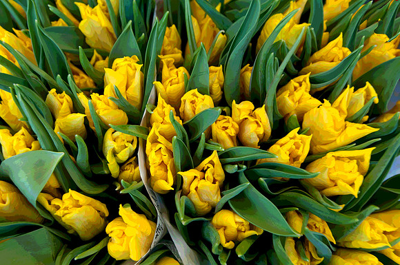 yellow tulips