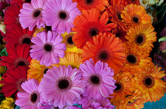 Gerbera
