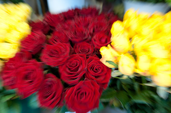 Red roses