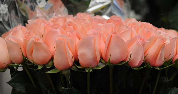 Salmon roses