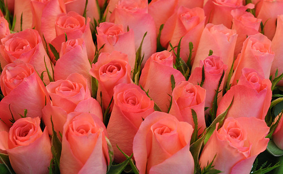 Pink roses