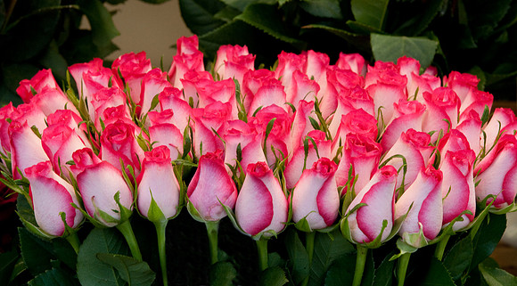 Pink and white roses