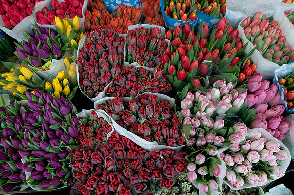 Tulips