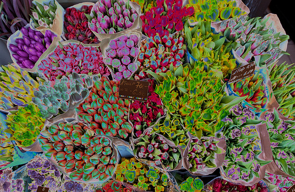 Solarised tulips