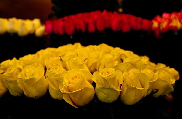 Yellow roses