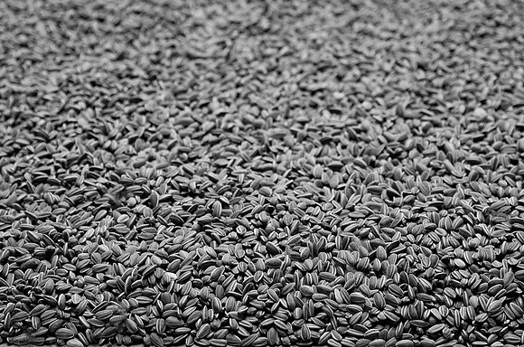 Sunflower Seeds - Ai Weiwei