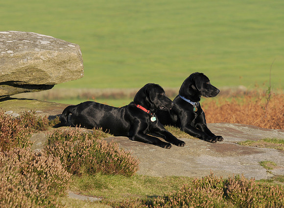 Barney Fred on rock profile