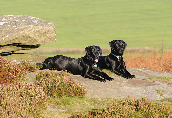 Barney Fred on rock