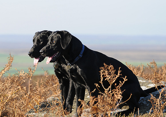 Barney Fred profile