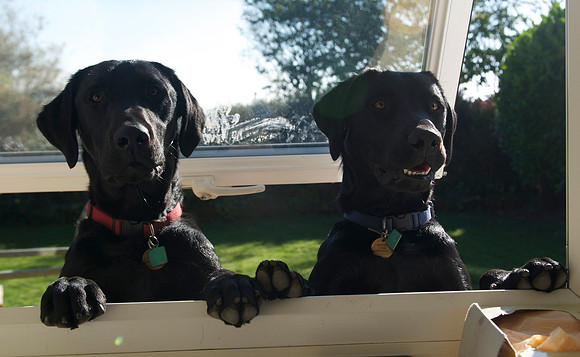 Barney Fred in window